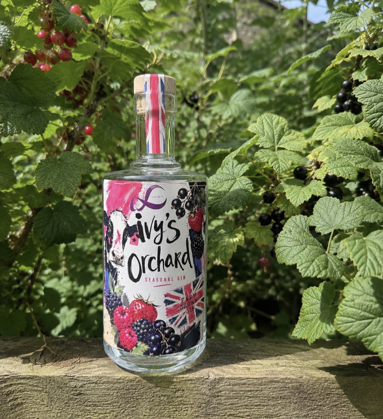 Ivy’s Orchard Summer Release 2026